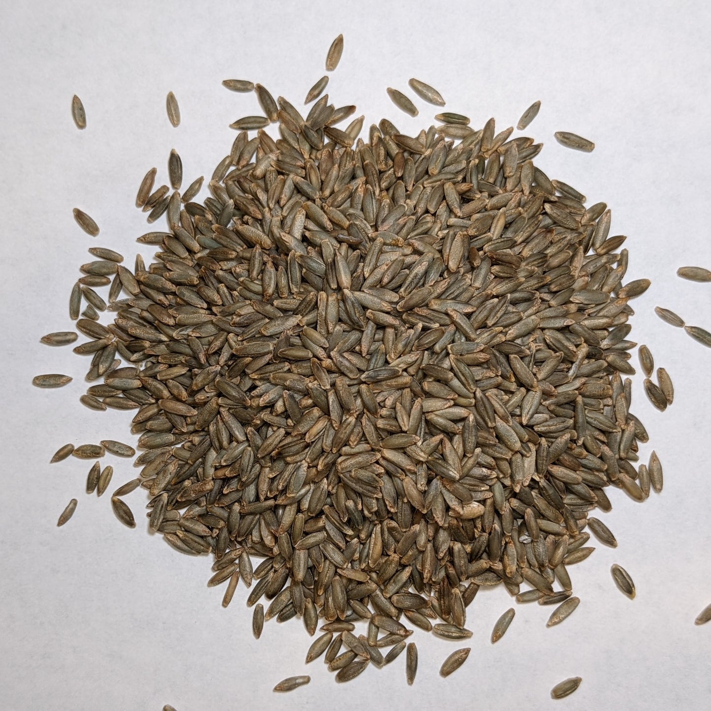 Bulk Rye Grain Berries