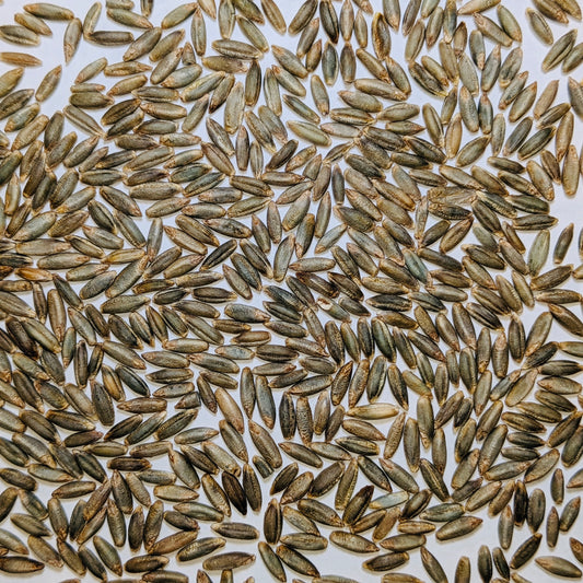 Bulk Rye Grain Berries